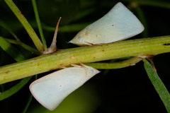 Colgaroides acuminata