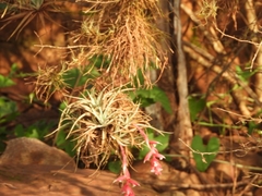 Tillandsia recurvifolia