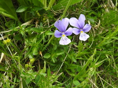 Viola lutea lutea