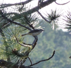 Vireo gilvus