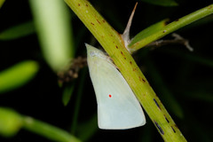 Colgaroides acuminata