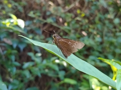 Caltoris cahira austeni