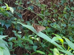 Caltoris cahira austeni