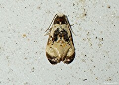 Phalonidia memoranda