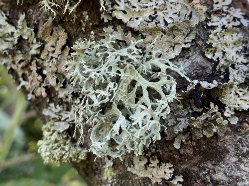 Hrastov lišaj (Evernia prunastri)