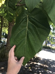 Paulownia tomentosa