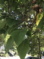Paulownia tomentosa