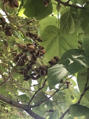 Paulownia tomentosa