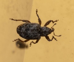 Conotrachelus recessus