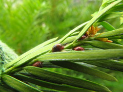 Parthenolecanium pomeranicum