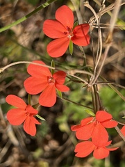 Pelargonium tongaense