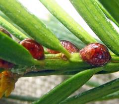 Parthenolecanium pomeranicum