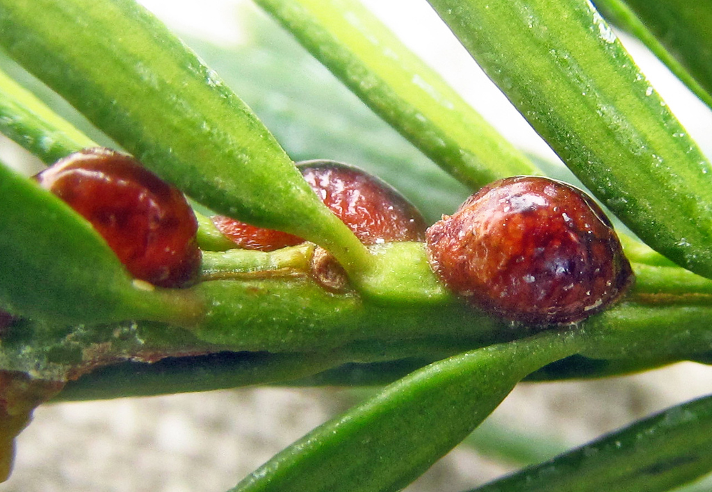Yew Scale
