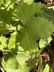 Pelargonium tongaense