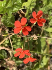 Pelargonium tongaense