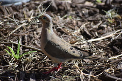 Zenaida macroura image