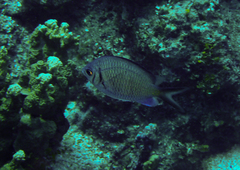 Chromis alpha