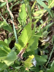 Ruellia nudiflora runyonii