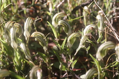 Pterostylis scabra