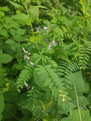 Vicia cassubica