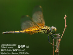 Trithemis aurora