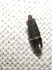 Monochroa sepicolella