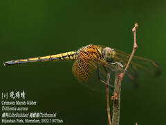 Trithemis aurora