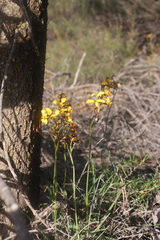 Diuris perialla
