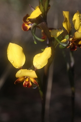 Diuris perialla