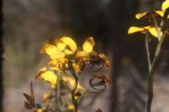 Diuris perialla