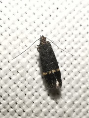 Monochroa sepicolella