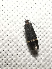 Monochroa sepicolella