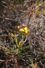 Diuris perialla