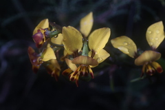 Diuris perialla