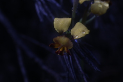 Diuris perialla