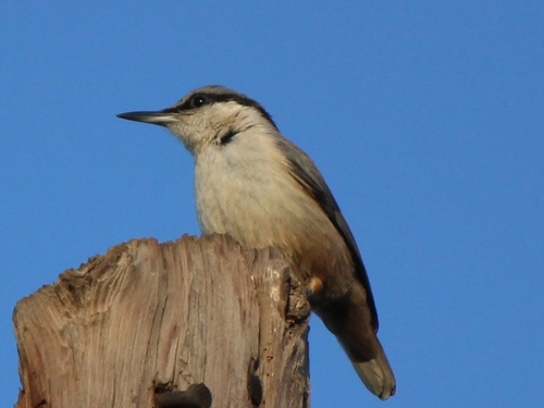 Western Rock Nuthatch, photo 7 of 9