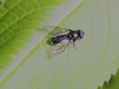 Cheilosia variabilis