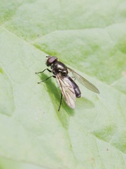 Cheilosia variabilis