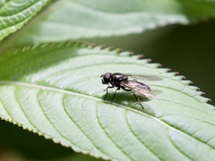 Cheilosia variabilis