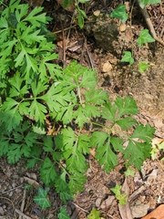 Physospermum cornubiense