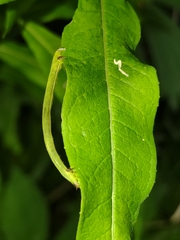 Lomographa bimaculata