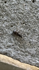 Lasius
