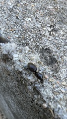 Lasius