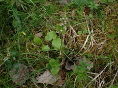 Pucciniastrum pyrolae