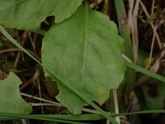 Pucciniastrum pyrolae