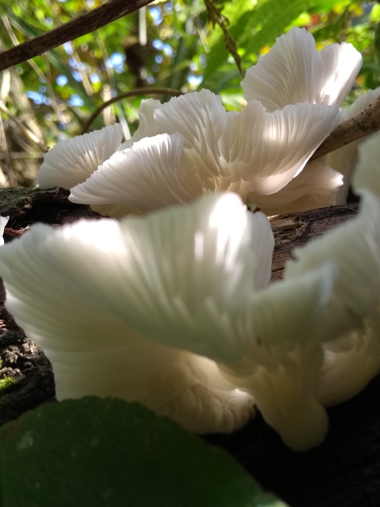Pleurotus albidus · July 2022 · photo: © caja-manga (iNaturalist, cc-by)