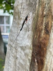 Dolichomitus imperator