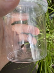 Evacanthus interruptus