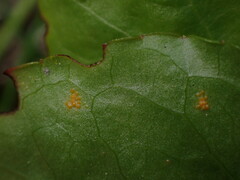 Pucciniastrum pyrolae