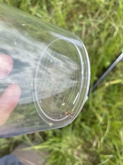 Evacanthus interruptus